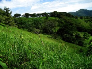 grass Chame