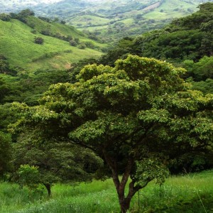 tree Chame